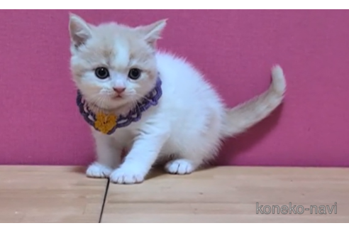 成約済の東京都のブリティッシュショートヘア-105732の2枚目